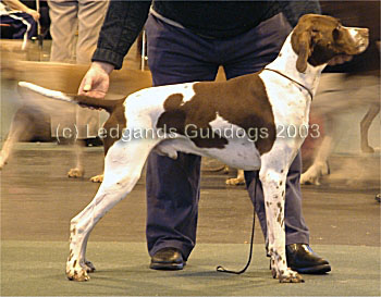 RDCC & 1st Limit Dog